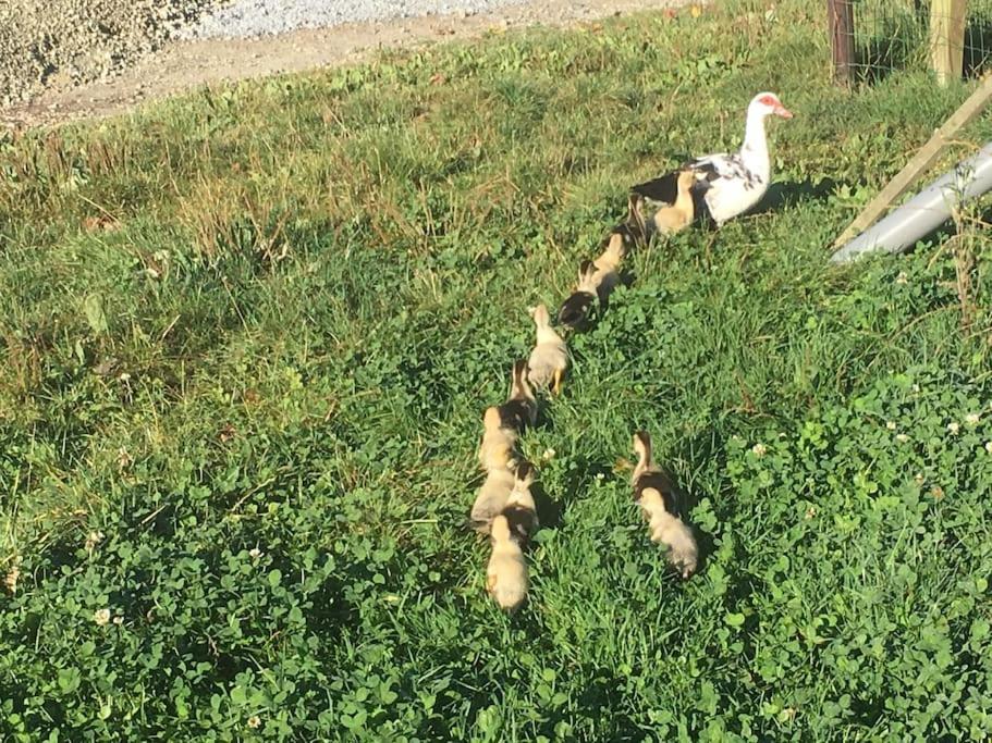Gite A La Ferme, Au Coeur Du Mene Laurenan Εξωτερικό φωτογραφία